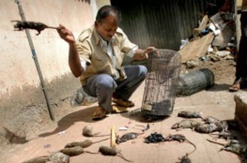 Article : Bombay et ses masala rats
