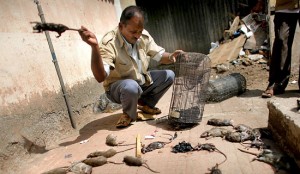 Article : Bombay et ses masala rats